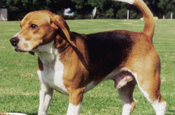 beagle arabe