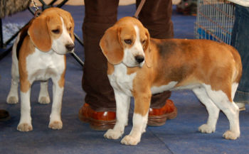 beagle portuguais