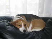 beagle comme le mien !