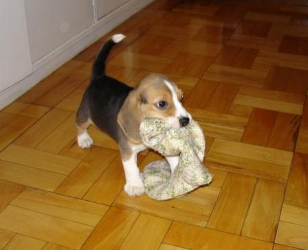 beagle