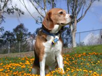 beagle migyar